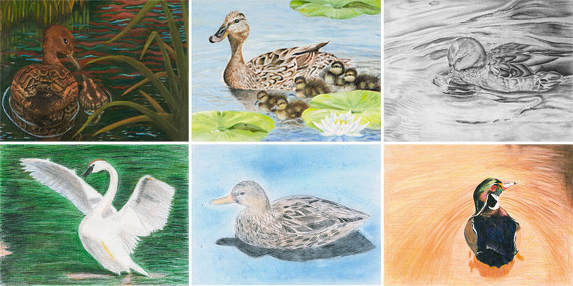 junior duck stamp samples