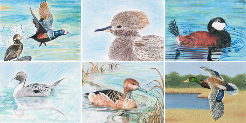 junior duck stamp sample
