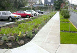 This rain garden placed between the parking lot and sidewalk captures rainfall, allowing it to infiltrate rather than flowing onto the street