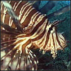 Lionfish