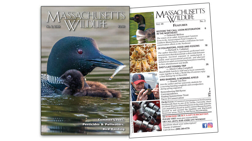 massachusetts wildlife magazine