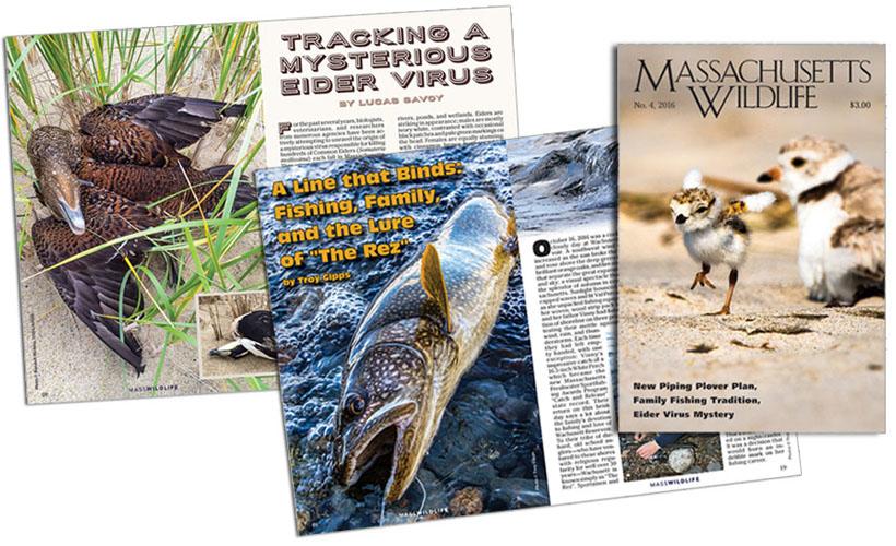 Massacetts Wildlife Magazine
