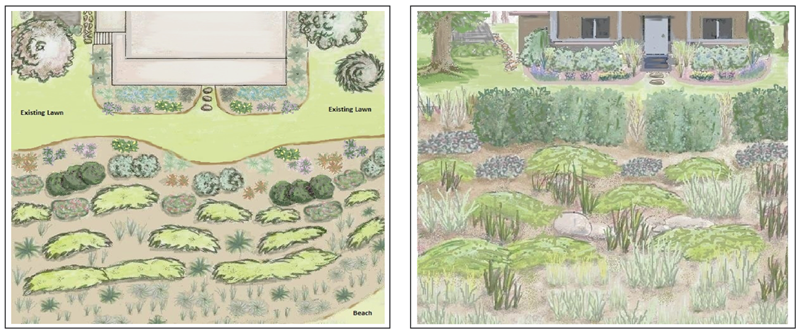 Images of Coastal Bank Landscape Plan and Landcape Profile