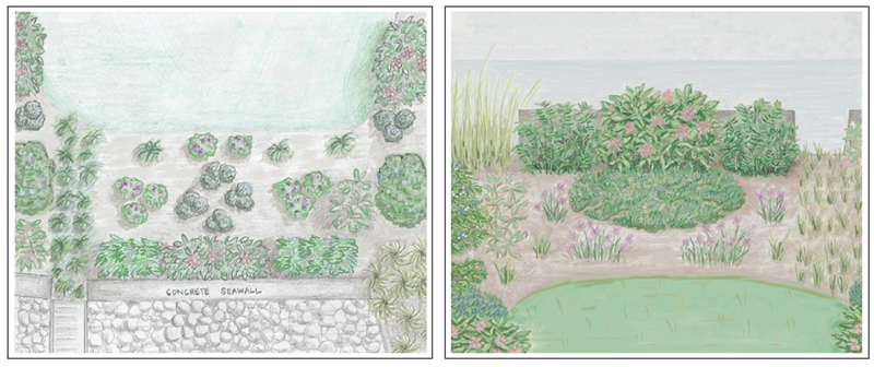 Images of Coastal Bank with an Existing Seawall Landscape Plan and Landcape Profile