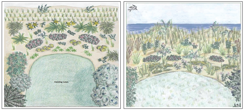 Images of Coastal Dune Landscape Plan and Landcape Profile