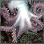 octopus