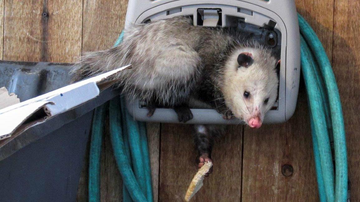 Opossum near dumpster