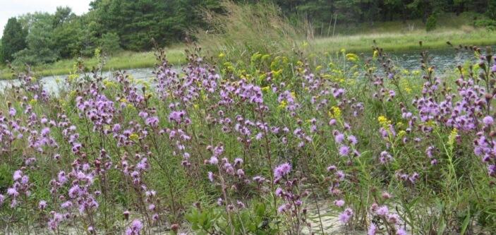 New England Blazing Star, Special Concern.