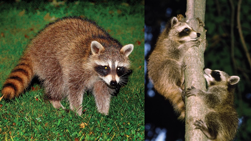 Learn about raccoons 