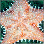 sea star