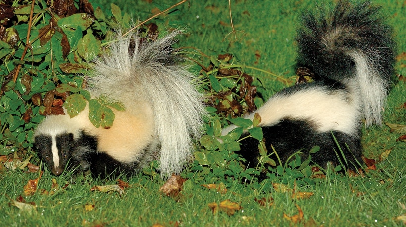 Learn about skunks 