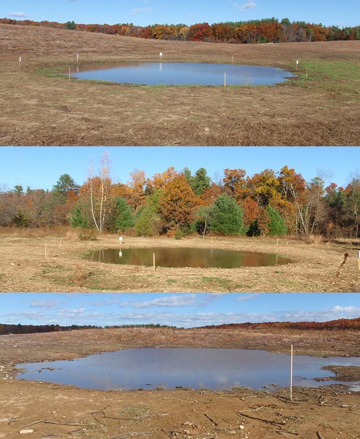 Sites “P1” (top), “P2” (middle), and “P3” (bottom) at the Southwick WMA on October 30, 2015. Photos by Jacob E. Kubel. 