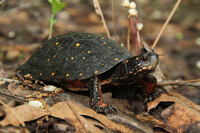 Spotted Turtle. Photo by Mike Jones, MassWildlife