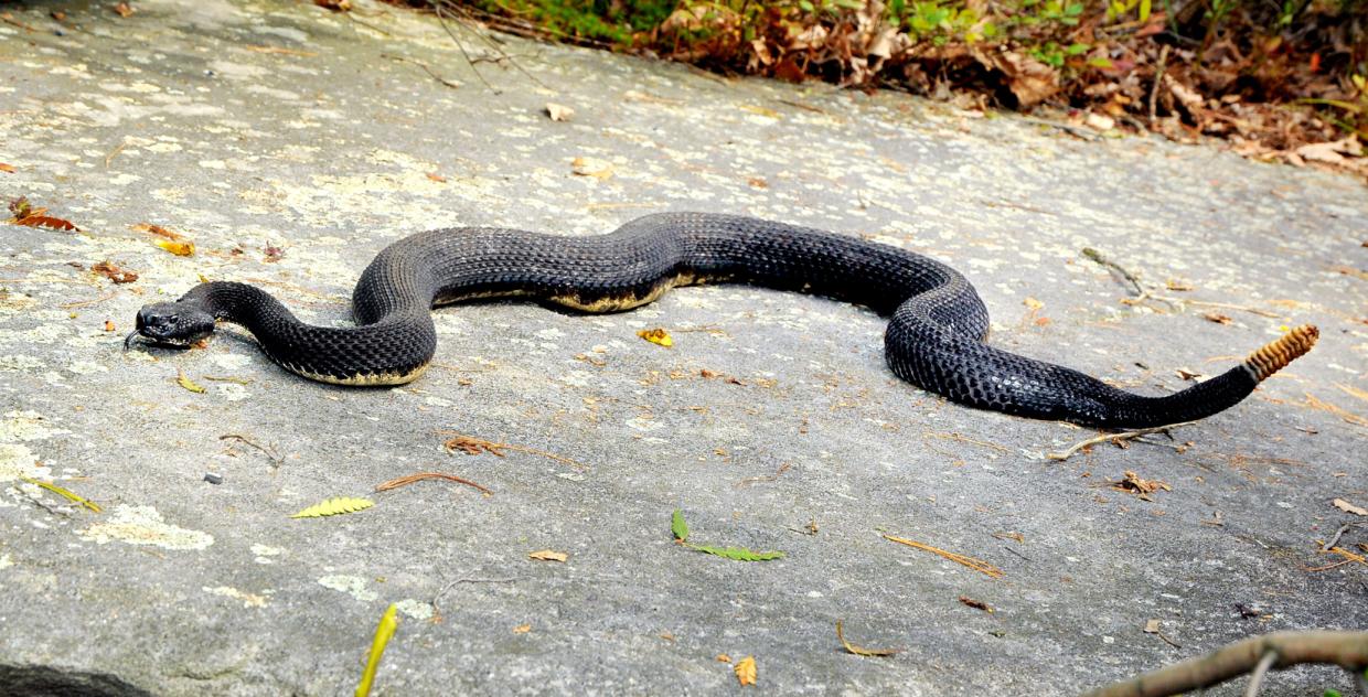 Are Rattlesnakes in Massachusetts?