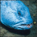 wolffish
