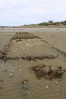 2011_MassAudubon_oysters_wellfleet