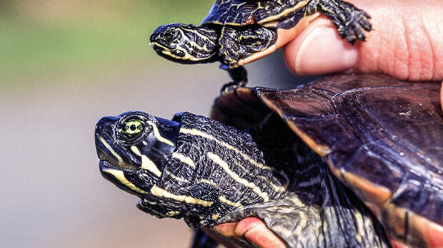 Northern red-bellied cooter size difference