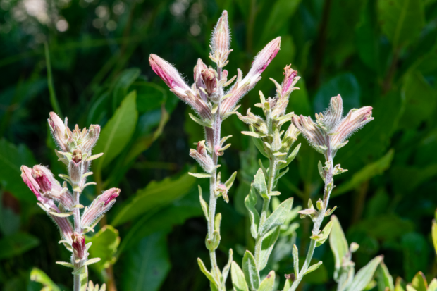 American Chaffseed
