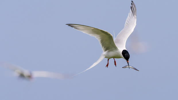 roseate tern