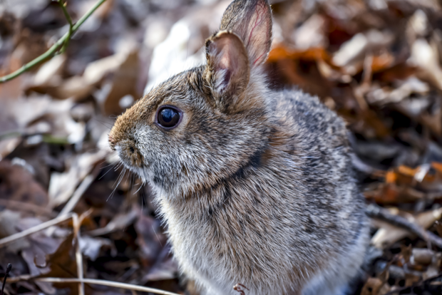 A New England cottontail in the woods