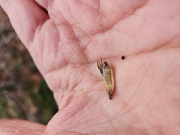 Adlumia fungosa seed