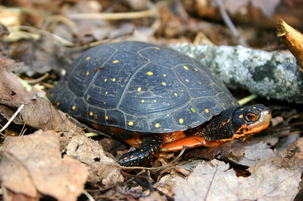 female spotted turtle