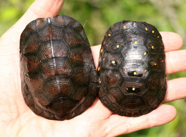 spotted turtle and bog turtle comparison