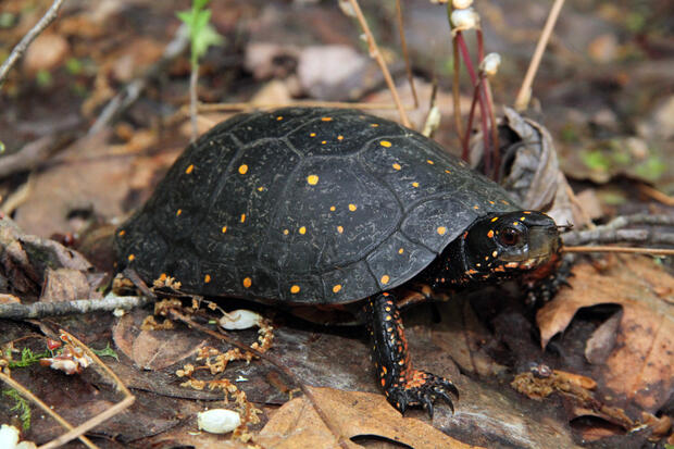 male spotted turtle