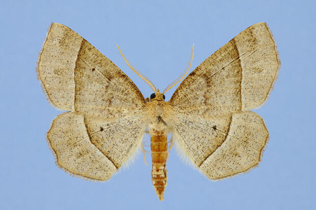 Barrens metarranthis male