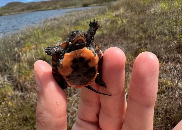 Plastron view of spotted turtle hatchling