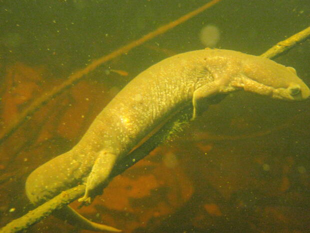 A female Jefferson salamander ovipositing along a submerged twig.