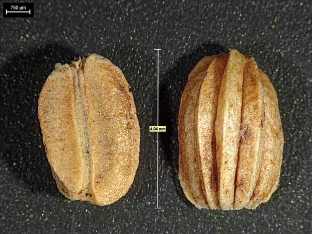 Longitudinal view of a seed 