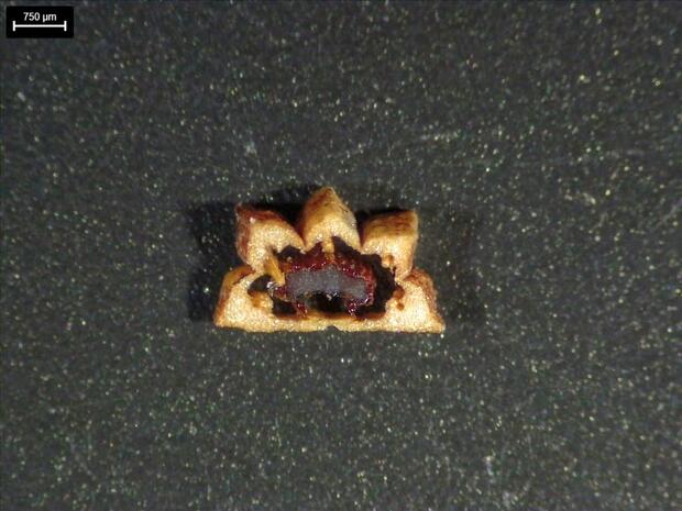 Cross section of a seed