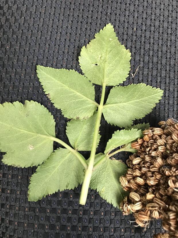 Leaf of Angelica lucida abaxial (lower) surface view alongside ripe seeds
