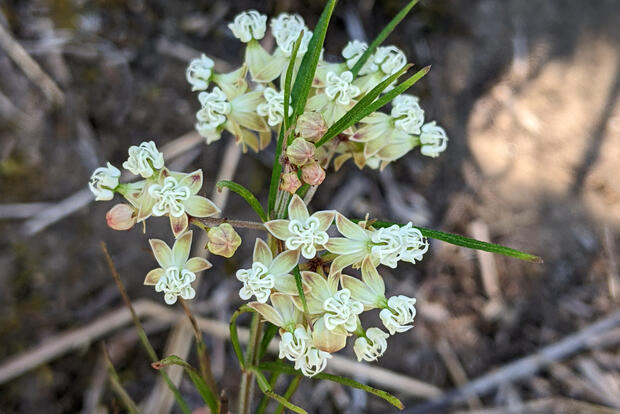 whorled milkweed in flower