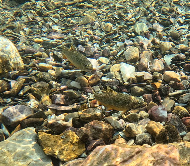 two trout swimming in a stream