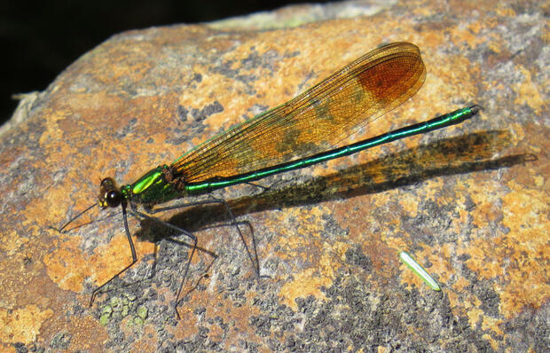 Male Calopteryx amata
