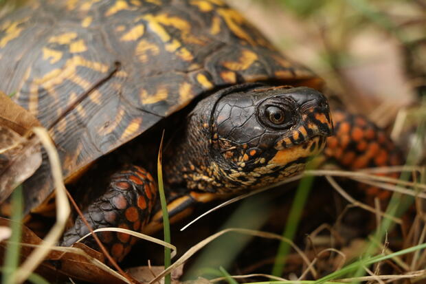 close up of eastern box turtle face
