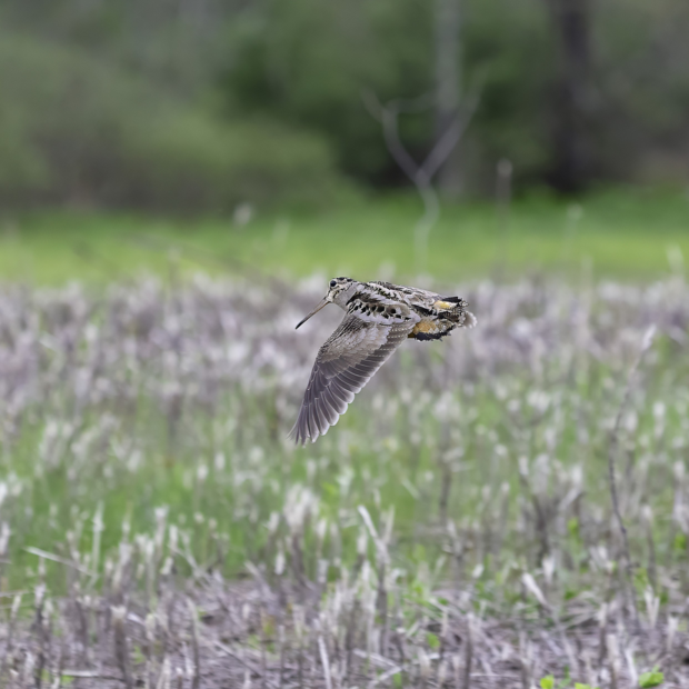 American woodcock flying across a field
