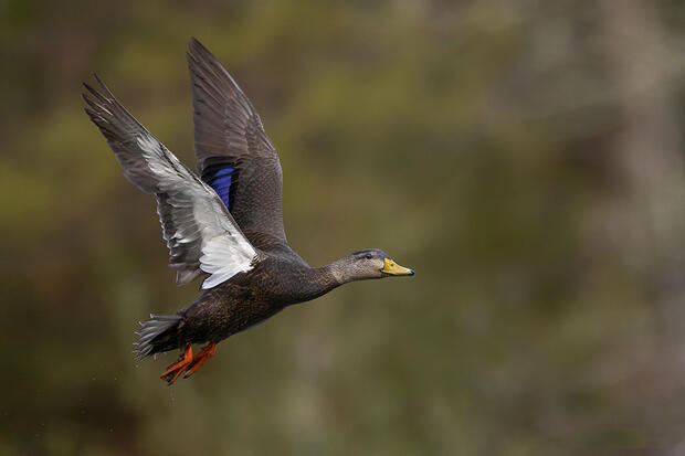 American black duck flying
