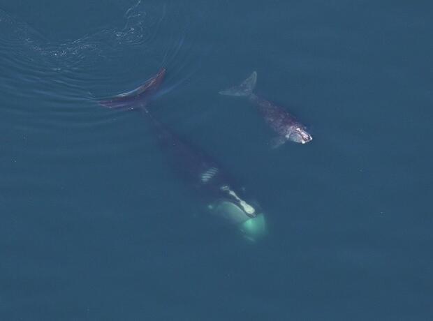 Right whale mom and calf.