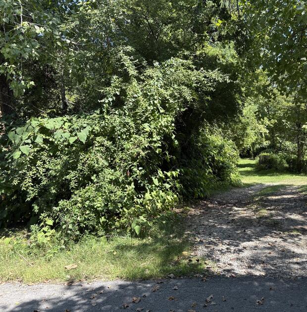 A gravel driveway with a grass path that branches off of it.