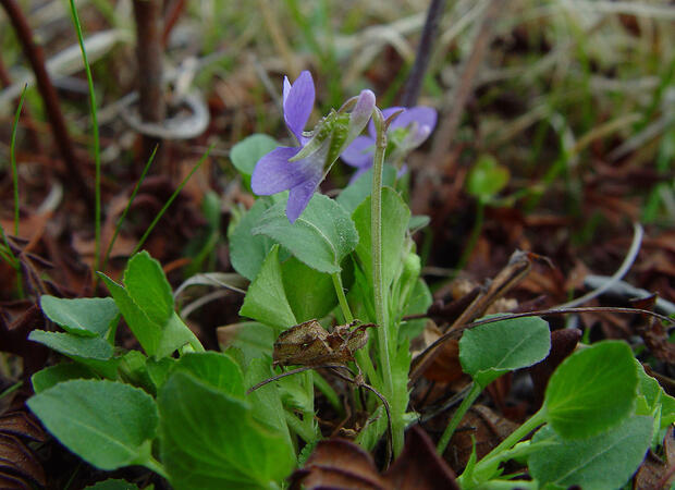 Sand violet