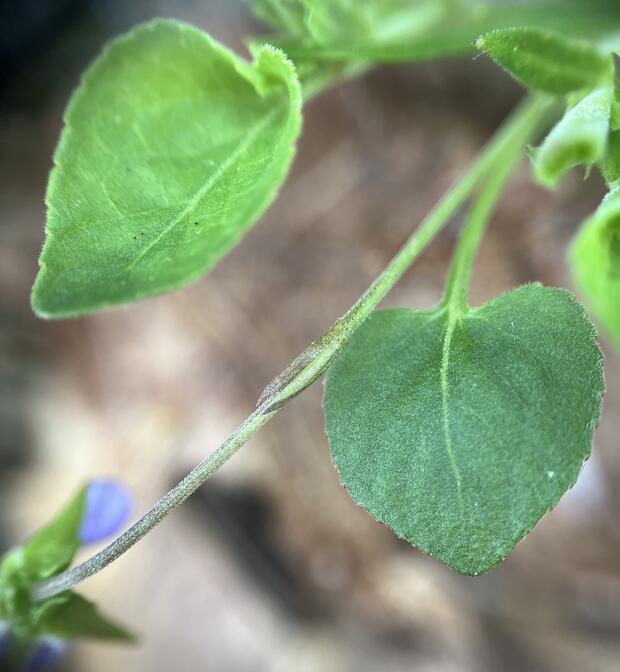 Sand violet leaf