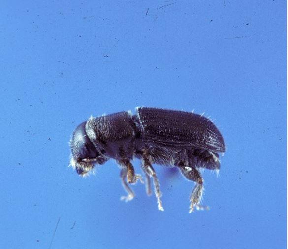 a single southern pine beetle