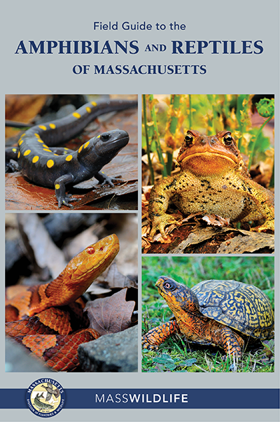 A Field Guide to the Amphibians and Reptiles of Massachusetts