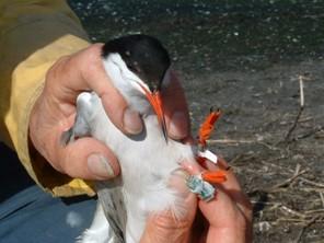 A geolocator is placed on a Common Tern to help biologists track its movements.