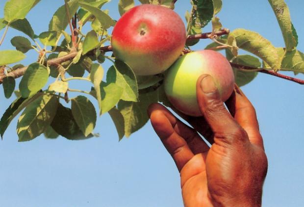 hand picking an apple