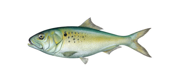 Atlantic menhaden