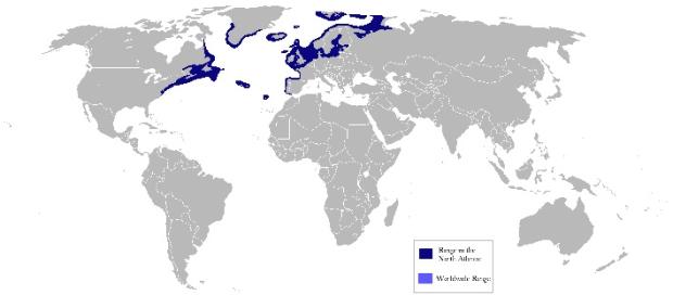 Atlantic herring distribution map